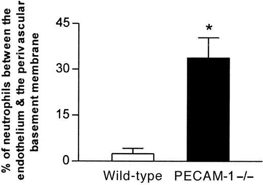 Fig. 5. Proportion of neutrophils trapped between venular endothelial cells and the perivascular basement membrane in IL-1β–treated cremasteric venules from PECAM-1–deficient and wild-type animals as determined by electron microscopy. / Following in vivo quantification of leukocyte responses 4 hours after intrascrotal administration of IL-1β, cremaster muscles of both wild-type and PECAM-1–deficient mice were removed and prepared for electron microscopy. The graph shows the number of neutrophils observed between the venular endothelium and the perivascular basement membrane, expressed as a percentage of the total number of neutrophils that had passed the endothelial cell junctions. The data represent mean ± SEM (14 randomly selected vessel segments from 4 mice per group; *P < .05).