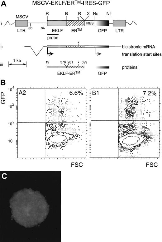Fig. 2. Reintroduction of a conditionally active EKLF protein into EKLF−/− cell lines. / (A) Map of the retroviral vector, MSCV-EKLF-ER™-IRES-GFP. The proviral version of the retroviral vector is indicated with relevant restriction sites (i), as well as splice donor (SD) and splice acceptor (SA) sites for generation of the subgenomic bicistronic RNA (ii). EKLF-ER™ and GFP are independently translated (iii) from a bicistronic mRNA by virtue of the IRES. R indicates EcoR1; B, BamH1; X, Xba1; Nc, Nco1; Nt, Not1; LTR, long-terminal repeat; and the bar, the position of the EKLF probe used for Southern blotting. The asterisk indicates the position of the G525R amino acid substitution in the LBD of ERTM that renders it refractory to estrogen but sensitive to tamoxifen. (B) Dot plots from flow cytometric analysis of GFP expression in B1 and A2 cells after infection with MSCV-EKLF-ERTM-IRES-GFP. Shown are dot plots of forward scatter (FSC) compared with the intensity of GFP. Nontransduced control cells were used to determine the GFP and FSC analysis quadrants shown. In each case, the percentage of cells expressing GFP is indicated in the top right corner. (C) Green fluorescence of a colony of transduced B1 cells after sorting and cloning of GFP+ cells.