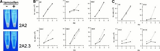 Fig. 4. EKLF induces hemoglobinization and slowing of growth when activated by 4-hydroxytamoxifen. / (A) Photograph of cell pellets of A2 and A2.3 that were seeded at a density of 105 cells/mL and cultured for 72 hours in ethanol (minus sign) or 4-hydroxytamoxifen (plus sign). Cells were washed in PBS, transferred to Eppendorf tubes, repelleted, and photographed. (B,C) Growth curves for cells treated for 3 days in either vehicle (open boxes) or 100 nM 4-hydroxytamoxifen (solid circles). Counts of viable cells were done daily in a hemocytometer by using trypan blue exclusion and plotted as the mean cell numbers from 4 independent experiments. Tamoxifen induced a significant slowing of growth in the 2 subclones of A2 that expressed substantial amounts of EKLF (A2.3 and A2.1) but had no significant effect on the parent line A2 or the derived line A2.4 that expressed barely detectable amounts of EKLF-ER™ (B). There appeared to be some slowing of growth of the A2.6 cell line with tamoxifen, but results were not significant. All 3 subclones of B1 (B1.8, B1.9, and B1.10) showed a marked slowing of growth on activation of EKLF (C). ■ indicates EtOH; ●, tamoxifen.