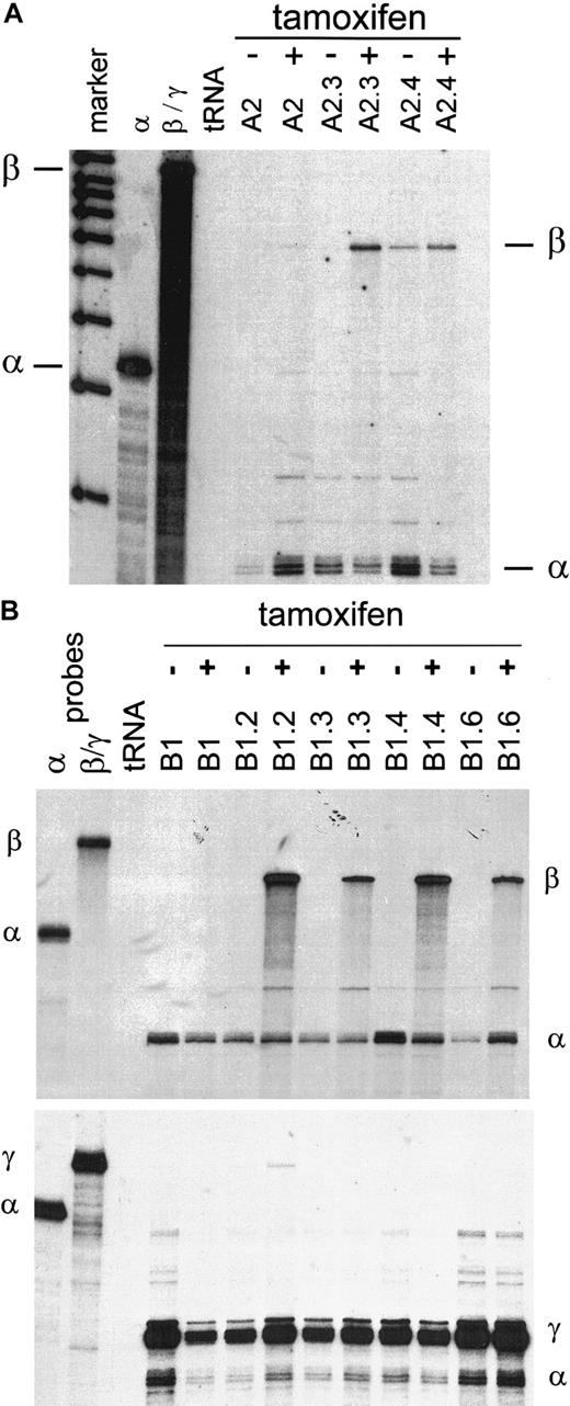Fig. 5. EKLF-ER™ induced activation of the human β-globin gene. / RNAse protection assays of total RNA from A2 (A) and B1 (B) cell lines treated for 72 hours in ethanol (minus sign) or 4-hydroxytamoxifen (plus sign). The human β-globin gene was induced in most cell lines in response to 4-hydroxytamoxifen, whereas the level of human γ-globin expression remained elevated at levels similar to that of the endogenous mouse α-globin gene. The parent cell lines A2 and B1 did not express any β-globin in response to 4-hydroxytamoxifen treatment.