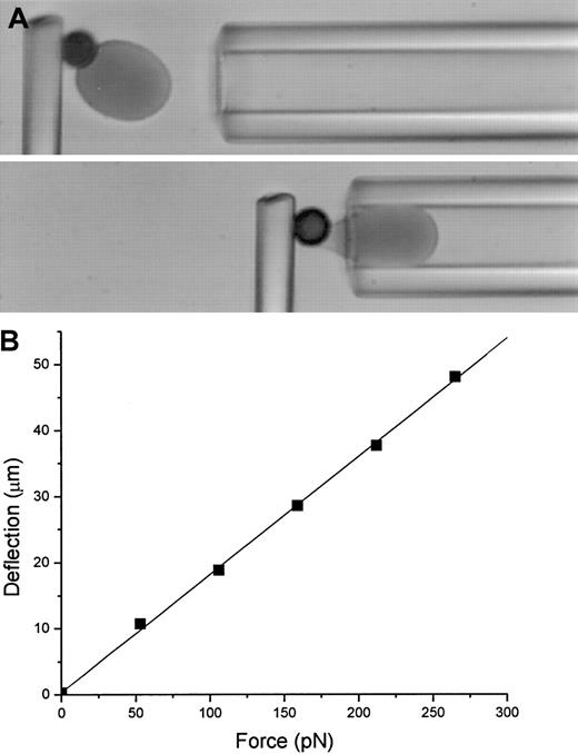 Fig. 1. Calibration of a microcantilever. / (A). Video micrograph of the calibration of a microcantilever. The biotinylated RBC adheres to the streptavidin-coated bead and serves as a piston to transmit the force of the pipette suction pressure to the fiber. The fiber deflection is measured as a function of the suction pressure, and the force is calculated from the pressure as described in the text. (B) An example of the force-deflection relationship for a microcantilever. The force constant for this cantilever was 5.6 pN/μm.