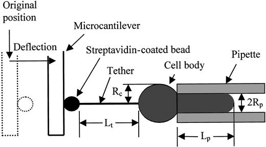 Fig. 3. Schematic illustration of the tether formation experiment showing the critical dimensions of the system. / The streptavidin-coated bead adheres to both the biotinylated gelatin-coated fiber tip and the biotinylated cell surface. As the cell is withdrawn a tether (cylindrical membrane strand) forms between the cell and the bead. The deflection of the fiber provides a measure of the force on the tether.