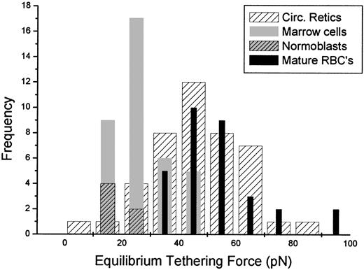 Fig. 5. Equilibrium tethering forces. / Histogram shows the distribution of equilibrium tethering forces for mature cells (black bars), circulating reticulocytes (hatched bars), marrow cells (including reticulocytes and normoblasts, gray bars), and normoblasts only (gray, hatched bars). All tethers were formed at membrane tensions ranging from 0.05 to 0.10 mN/m (aspiration pressures ranging from 1.0 to 2.0 cm H2O). Although several circulating reticulocytes exhibited tethering forces that fell below the range of values for the mature cells, the difference between the circulating reticulocyte population and the population of mature cells was not statistically significant. However, tethering forces for reticulocytes and normoblasts from marrow samples were significantly lower than for mature cells.