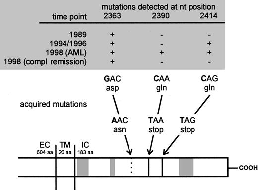 Fig. 1. Sequence of acquisition of mutations in the CN patient demonstrated on a schematic presentation of the G-CSFR. / Arrows indicate positions of acquired point mutations of the G-CSFR mRNA at nt 2363, 2390, and 2414. The mutations either lead to an amino acid exchange from aspartate (asp) to asparagine (asn; nt 2363) or from glutamine (gln) to stop codons (TAA and TAG; nt 2390 and 2414). Gray boxes indicate the homologous domains (box 1-3) conserved in the cytokine receptor family. EC indicates extracellular; TM, transmembrane; IC, intracellular domain; compl, complete; aa, amino acids; nt, nucleotide.