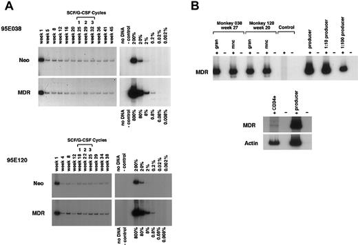 Fig. 1. Molecular analysis of. / MDR1 vector and neo vector copy number and expression. (A) DNA analysis by PCR for MDR1 vector versus control neo vector sequences in purified granulocytes from animal Nos. 95E038 and 95E120 at various time points after transplantation. Both animals were treated with monthly cycles of SCF and G-CSF as shown, with the timing as related to sampling marked over the lanes. The negative control lane contains normal rhesus peripheral blood DNA, and the positive controls consist of known copy number–transduced cell DNA diluted into normal rhesus peripheral blood DNA. A copy number of one would correspond to one vector genome per cell.(B) RT-PCR MDR1 vector expression analysis of purified peripheral blood granulocytes (gran), mononuclear cells (mnc), and CD34+ cells. The negative lanes indicate that there was no addition of RT. Control: normal rhesus peripheral blood mononuclear cell RNA. Producer: positive control RNA was extracted from theMDR1 retroviral producer line, and serial dilutions of the RNA into normal rhesus mononuclear cell RNA were made prior to the RT reaction.