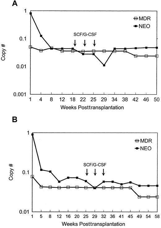 Fig. 2. Quantitation of. / MDR1 vector versus neo vector copy number in granulocytes. The two animals used were designated nos. 95E038 (A) and 95E120 (B). The copy number of MDR1 vector and neo vector sequences in peripheral blood granulocytes at different time points after transplantation is shown. Values were normalized for amplifiable DNA content by concurrent PCR for β-actin sequences, and copy number was estimated using a standard curve generated from concurrent amplification of known vector copy number DNA diluted into normal rhesus DNA.