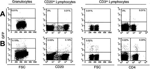 Fig. 2. Assessment of eGFP expression in leukocytes in a macaque following reinfusion of transduced CD34+ cells. / Flow cytometric detection of eGFP in peripheral blood leukocytes in an untransplanted animal (A) and in animals having transplantation with CD34+ bone marrow cells transduced with LZRS/eGFP (B). eGFP+ cells are shown in granulocytes (Mm 280-97) and CD20+ B cells (Mm 278-97) 3 weeks after transplantation (B). CD3+ T cells from Mm 280-97 at 5 weeks after transplantation were analyzed to demonstrate eGFP expression in CD3+CD4+ cells as well as CD3+CD4− cells, 93% of which were CD8+. Gates for expression of eGFP were established using an untransplanted animal as a control at each time point examined. The percentage of gated cells in each quadrant is indicated.
