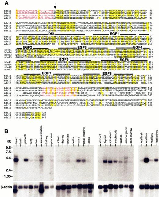 Fig. 1. Characterization of the human Notch ligand, Delta-4. / (A) Alignment of amino acids sequence of Delta-related proteins. The DSL domains and EGF-like repeats are marked by a black bar above alignment. The putative signal sequence (indicated with an arrow) and transmembrane domain are indicated as colored letters (red). The identical amino acids are shaded (yellow). Human Delta-1 (Gray et al, 1999) (hdel1; Genbank accession number AF003522); human Delta-4 (submitted to Genbank as human Delta-2, hdel2; Genbank accession number AF253468); X-Delta-2 (Jen et al, 1997) (xdel2; Genbank accession number U70843); and mouse D113 (Dunwoodie et al, 1997) (mdel3; Genbank accession number NM007866) represent Delta-related proteins. Human Delta-4 cDNA was isolated by cross-hybridization of hDelta-1 cDNA from fetal lung cDNA library. (B) Expression profile of hDelta-4 mRNA in tissues. As positive control, β-actin was used. For Northern blot analysis, a 32P-labeled human Delta-4 cDNA (412 bp) was used to hybridize to cDNA from various tissues of human origin.
