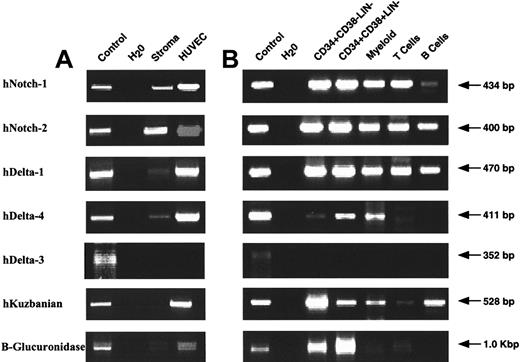 Fig. 2. Human hematopoietic cells and their putative micro-environments express components of the Notch signaling pathway. / RT-PCR reactions were performed on cells from hematopoietic micro-environment or purified cell fractions (levels of purity greater than 99%) from a minimum of 3 independent samples. (A) Expression of human Notch receptors 1 and 2, hDelta-1, hDelta-4, hDelta-3, and hKuzbanian by putative hematopoietic micro-environment cells of adult BM stromal cells and HUVECs (n = 3). (B) Expression of hNotch-1, hNotch-2, hDelta-1, hDelta-4, hDelta-3, and hKuzbanian by primitive Lin− cell subsets (CD34+CD38−Lin− and CD34+CD38+Lin−) and mature (CD33+ myeloid cells, CD3+ T cells, and CD19+ B cells) from full-term human cord blood samples (n = 4). RT-PCR reactions were performed on fetal cDNA as a positive control while single transcript copy β-glucuronidase was used to assess the quality and integrity of cDNA templates and provide a lower limit of detection.