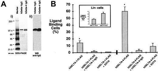Fig. 3. Production and analysis of soluble forms of hDelta-1 and hDelta-4. / Genes encoding the extracellular domain of human Delta ligands were inserted into the expression vector pcDNA and introduced into CHO cells by electroporation. Expression of soluble proteins of Delta ligands in culture supernatants was analyzed by SDS-PAGE analysis and verified by Western blotting. (A) (i) Analysis of soluble forms of hDelta-1 and hDelta-4 by Coomassie-blue–stained SDS-PAGE gels. (ii) Western blot analysis to verify the production and purification of hDelta-1– and hDelta-4–IgG chimeras using secondary, goat anti–human IgG1 antibodies. (B) Binding and competition studies using soluble hDelta-1– and hDelta-4–FLAG–tagged chimeras on human cord blood mononuclear and Lin− cells. Results show the mean percentages ± SEM of cells detected that bind to hDelta-1– and hDelta-4–FLAG–tagged ligands. *Significant difference;P < .001. The concentration of soluble hDelta-1 or hDelta-4–FLAG was titrated, and complete saturation of cell binding was found to occur at 10 μg/mL. Prior incubation of IgG1 chimeric Delta proteins or co-incubation of 10 mM EDTA significantly inhibited detectable binding of Delta-FLAG ligands (greater than 90% inhibition). (Inset) Binding of hDelta-1 and hDelta-4 to CB Lin− cells (mean ± SEM) (n = 4). Functional binding of soluble ligands to hematopoietic cells was tested by means of FLAG tag chimera by employing secondary, fluorochrome-conjugated anti-FLAG antibody complexes as described in “Materials and methods.”