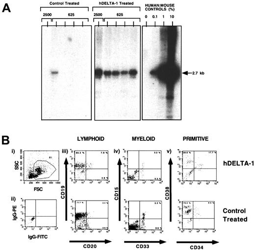 Fig. 5. Detection of human repopulating cells in NOD/SCID mice transplanted with CD34+CD38−Lin−cells cultured in the presence of hDelta-1. / (A) Representative Southern blot analysis of the genomic DNA extracted from the BM of individual mice transplanted with 4 aliquots of 625 cells or 2500 CD34+CD38−Lin−cells seeded into individual wells and cultured for 4 days in the absence or presence of hDelta-1. Genomic DNA extracted from BM of mice was digested with EcoR1, separated on agarose gels, and probed with human chromosome 17–specific α-satellite probe as shown previously.54 Human:mouse DNA mixture controls shown were used to measure the level of engraftment. (B) Multilineage differentiation of human repopulating cells engrafting the BM of NOD/SCID mice following hDelta-1 treatment and control-treated repopulating cells. Cells from the BM of positively engrafted mice were stained with various human-specific monoclonal antibodies and analyzed by flow cytometry. (i) Forward- and side-scatter properties were used to gate live cells in R1 for analysis. (ii) Isotype control for nonspecific IgG staining for PE and FITC fluorescence. Cells expressing the human pan-leukocyte marker CD45 were gated (not shown) and analyzed for expression of multiple-lineage human hematopoietic markers. (iii) Pan–B-cell markers CD19 and CD20 for cells of the lymphoid lineage. (iv) Myeloid markers CD15 and CD33 for immature subsets. (v) Cell surface markers CD34 and CD38 for immature subsets.