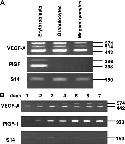 Fig. 1. Expresssion of VEGF-A and PlGF. / (A) Expression of VEGF-A and PlGF mRNAs in human mature hematopoietic cells. RT-PCR experiments were performed with the use of total RNA isolated from human erythroblasts, granulocytes, or megakaryocytes. We designed primers in exons 1 and 8 of the VEGF-A gene and in exons 2 and 7 of the PlGF gene in order to amplify the different splice variants. In these conditions, expected PCR products are as follows: 442 base pair (bp) for VEGF-121, 514 bp for VEGF-145, 574 bp for VEGF-165, 646 bp for VEGF-189, and 697 bp for VEGF-206 (lane VEGF-A); 396 bp for PlGF-1, 333 bp for PlGF-2, and 509 bp for PlGF-3 (lane PlGF). As a control, we used amplification of RT products with S14 primers. (B) Expression of VEGF-A and PlGF mRNAs during in vitro erythroid differentiation. Day 1 (corresponding to a majority of CFU-E and late BFU-E progenitors) to day 7 (corresponding to differentiated erythroblasts) are the various times of the second stage of culture. The 2 major VEGF-A transcripts, VEGF-121 (442 bp) and VEGF-165 (574 bp), and the PlGF-1 transcript (333 bp) are shown. As a control, we used amplification of RT products with S14 primers.