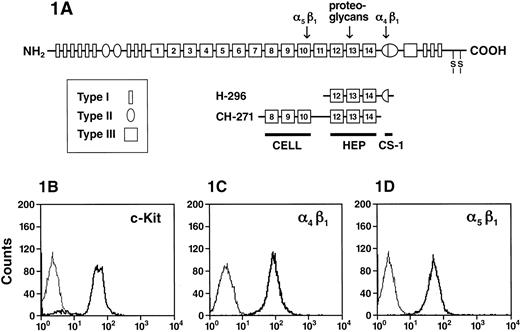 Fig. 1. Recombinant human FN peptides. / (A) A schematic representation of FN peptides. FN is made up of series of type I, II, and III repeats. Regions of FN with cell-binding activity are shown as the RGD-containing cell-binding domain (CELL), which is recognized by integrin α5β1, the nonintegrin-dependent high-affinity heparin-binding site (HEP), and the alternatively spliced non–type III connecting segment (III CS) that is recognized by integrin α4β1 (CS-1). The recognition sites for integrin α4β1, α5β1, as well as the heparin-binding site on FN are indicated by an arrow. (B) Expression of integrins and c-Kit on G1E-ER2 cells. G1E-ER2 cells were stained with anti–c-Kit-PE and analyzed by flow cytometry. The thin line indicates the level of background staining observed with appropriate isotype control antibody. The thick line indicates the level of c-Kit expression. (C) G1E-ER2 cells were stained with anti–α4β1-FITC and analyzed by flow cytometry. The thick line indicates the level of α4β1 expression. (D) G1E-ER2 cells were stained with anti–α5β1-PE and analyzed by flow cytometry. The thick line indicates the level of α5β1 expression.