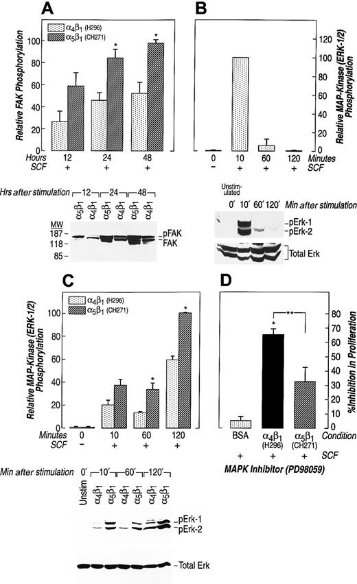 Fig. 3. FAK and MAPK (ERKs) activation after integrin-mediated adhesion. / Factor-starved G1E-ER2 cells were cultured on FN peptides in the presence of SCF and analyzed at the indicated time points. (A) Cell lysates were collected and subjected to Western blot analysis with an anti-FAK antibody. Bottom panels indicate the position of phosphorylated (pFAK) and unphosphorylated (FAK) FAK. Upper panels (bars) demonstrate the relative phosphorylation of FAK; 48 hours taken as 100. Bars denote the mean relative phosphorylation (± SEM) of 3 different experiments. Asterisk indicates P < .05 α5β1 (CH271) versus α4β1 (H296). (B,C) Factor-starved G1E-ER2 cells were left unstimulated or cultured on BSA (B) or on indicated FN peptides mediating adhesion via α4β1 (H296) and α5β1 (CH271) (C) in the presence of SCF. Cell lysates were collected and subjected to Western blot analysis with a rabbit antiphospho-ERK antibody that specifically detects phosphorylated T202 and Y204. Bottom panels show total Erk in each lane. The positions of the phosphorylated ERK-1 (pErk-1) and ERK-2 (pErk2) are indicated. Upper panels (bars) demonstrate the relative phosphorylation of ERK-1 and ERK-2 at residues T202 and Y204. Data are presented relative to the phosphorylation of ERK-1 and ERK-2 after 10 minutes (B) (with the level at 10 minutes taken as 100) and 120 minutes (C) (with the level at 120 minutes taken as 100). Bars denote the mean relative phosphorylation (± SEM) of 3 different experiments. Asterisk indicates P < .05 α5β1(CH271) versus α4β1 (H296). (D) G1E-ER2 erythroid progenitors were cultured on BSA or on FN peptides H296 or CH271 in the presence of SCF and the MEK inhibitor (PD98059). Proliferation was measured by thymidine incorporation assay. Bars denote the inhibition in proliferation (± SEM) of 3 independent experiments performed in replicates of 6. Asterisk indicatesP < .05 α4β1 (H296) versus α5β1 (CH271) and BSA; and double asterisks indicate P < .05 α4β1 (H296) and α5β1 (CH271) versus BSA.