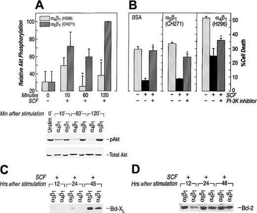 Fig. 5. Inhibition of Akt activation via α4β1 enhances cell death in G1E-ER2. / (A) Reduced activation of Akt at Ser473 via α4β1 (H296) adhesion. Factor-starved G1E-ER2 cells were left unstimulated or cultured on FN peptides mediating adhesion via α4β1 (H296) or α5β1 (CH271) in the presence of SCF for various time points. Subsequently, at various times, cell lysates were collected and subjected to Western blot analysis with a rabbit antiphospho-Akt antibody that specifically detects phosphorylated S473. Bottom panel shows total Akt in each lane. The position of the activated Akt (pAkt) is indicated. Upper panel (bars) quantitatively demonstrates the relative phosphorylation of Akt. Data are presented relative to the phosphorylation of Akt after 120 minutes (taken as 100). Bars denote the mean relative phosphorylation (± SEM) of at least 3 independent experiments. Asterisk indicatesP < .05 α4β1 (H296) versus α5β1 (CH271). (B) G1E-ER2 cells were cultured on BSA or FN peptide CH271 or H296 in the presence of SCF and the PI-3K/Akt inhibitor (wortmannin) for 48 hours. Cell death was quantitated by performing annexin and PI staining as described in “Materials and methods.” Bars denote the percentage of total cell death (± SD) of 2 independent experiments performed in replicates of 3. Asterisk indicates P < .05 BSA, α5β1 (CH271), α4β1 (H296) (wortmannin) versus BSA, α5β1 (CH271), α4β1 (H296) (no inhibitor). (C,D) G1E-ER2 cells were cultured on FN peptides in the presence of SCF and analyzed at the indicated time points. Cell lysates were collected and subjected to Western blot analysis with an anti–Bcl-2 antibody. The position of Bcl-2 and Bcl-xL is indicated.