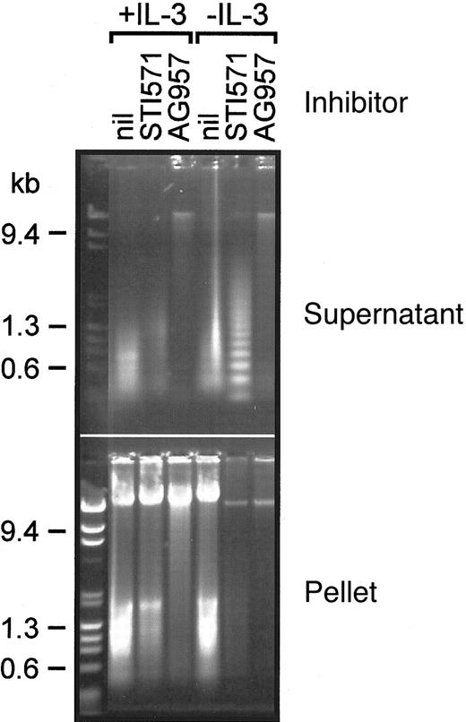 Fig. 6. DNA analysis from AG957- and STI571-treated BCR-ABL-expressing cells. / Ethidium bromide-stained agarose gel displaying DNA in cytosolic (supernatant) and nuclear (pellet) fractions of FDbcr210E cells treated for 18 hours in the conditions labeled; inhibitor concentrations were STI571 = 10 μM and AG957 = 50 μM.