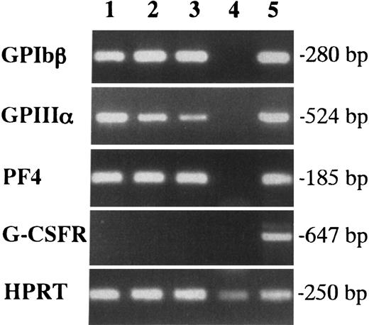 Fig. 2. Expression of GPIbβ, GPIIIa, and PF4 in megakaryocytes contained in individual EMk colonies from the early YS cells by RT-PCR. / Lanes 1, 2, and 3 showed 3 individual EMk colonies from 7.5-dpc YS. Erythrocytes pooled from 5 E bursts in the same culture were used as a negative control (lane 4), and adult BM cells were as a positive control (lane 5). G-CSFR expression was also examined to demonstrate the specificity of the PCR reactions.