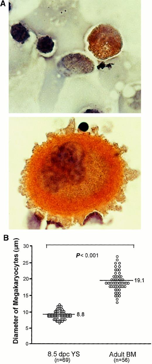 Fig. 6. Comparison of megakaryocytes between early YS and adult BM. / (A) Photomicrographs show megakaryocytes stained with AchE in 8.5-dpc YS (upper) and adult BM (lower) (original magnification × 1000). (B) Comparison of size of megakaryocytes in 8.5-dpc YS and adult BM. The horizontal bars in each group represent the mean perpendicular diameters of megakaryocytes. The numbers of measured megakaryocytes are presented in parentheses. The megakaryocytes in 8.5-dpc YS were significantly smaller than those in adult BM (P < .001).