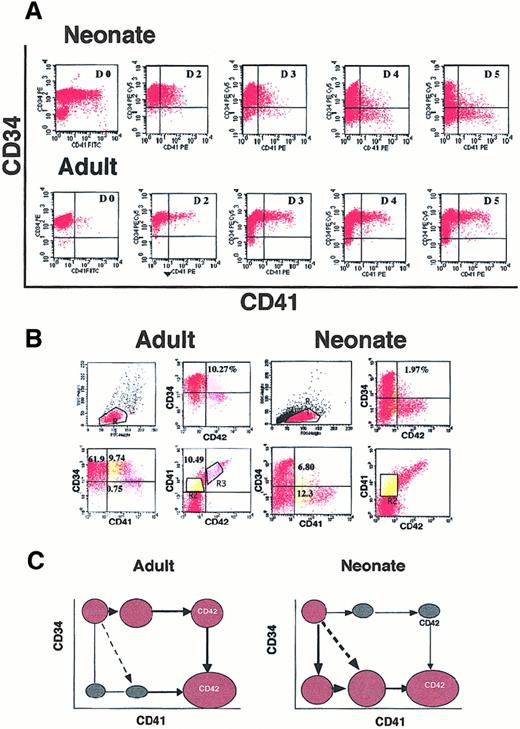 Fig. 1. Flow cytometric analysis of CD34+ cells from cord blood or mobilized adult blood after different days of culture in the presence of SCF and PEG-rHuMGDF. / (A) Triple staining of cultured adult and neonate CD34+cells at day 6 after stimulation by SCF and PEG-rHuMGDF. Gate R2 in yellow corresponds to CD41+CD42− cells, and R3 in pink to CD41+CD42+ cells. In the 2 last panels (gates R2 + R3), the expression of CD34 and CD42 in the CD41+ cells is compared in neonates and adults. (B) Cord blood (neonate) or mobilized (adult) CD34+ cells were labeled after purification (D0) or daily from day 2 to day 5 with antibodies against CD34 and CD41. The CD41 antigen on fresh cord blood CD34+ cells partly corresponds to platelet fragments and diminishes after neuraminidase or elastase treatment. In the CD34-CD41 plot, 9.74% and 6.8% correspond to the CD34+CD41+CD42− cell population. (C) Schematic pathways for acquisition of CD41 and CD42 surface antigens from CD34+ cells in neonates and adults.