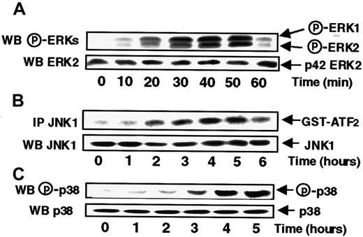 Fig. 1. s-FKN stimulates with distinct time courses ERKs, JNK1, and p38 activities in MonoMac6 cells. / MonoMac6 cells were incubated with 60 nM s-FKN for the indicated times and extracted proteins from lysates were resolved by SDS-PAGE and electrophoretically transferred to Immobilon-P membrane before being detected by immunoblotting with antiactive ERKs (A) or p38 (C) antibodies. JNK1 activity (B) was performed, from cell lysates, by in vitro kinase assay using GST-ATF2 as substrate after immunoprecipitation (IP) with specific antibodies as described in “Materials and methods. Amounts of ERKs, JNK1, or p38 in immunoprecipitates were assessed by Western blotting (WB) analysis with the appropriate antibodies. The results are representative of 3 experiments.