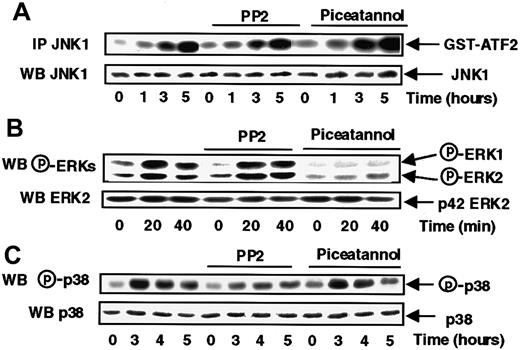 Fig. 2. Syk and Src-like tyrosine kinases are respectively involved in the s-FKN–induced ERKs and p38 activations. / MonoMac6 cells, untreated or preincubated 2 hours with 10 μM PP2 or 5 μg/mL piceatannol, were exposed following different time courses to 60 nM s-FKN. The activity and the amount of each MAPK were evaluated as described in “Materials and methods.” The results are representative of 3 experiments.