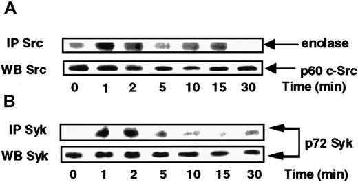 Fig. 3. s-FKN activates Syk and Src tyrosine kinases in MonoMac6 cells. / MonoMac6 cells were incubated with 60 nM s-FKN for the indicated times. Src (A) and Syk (B) kinases were immunoprecipitated (IP) with specific antibodies from cell lysates, resolved by SDS-PAGE, and electrophoretically transferred to Immobilon-P membrane. Src activity was assessed by in vitro kinase assay using enolase as substrate, and Syk activity by immunoblotting using antiphosphotyrosine 4G10 monoclonal antibodies. The amounts of Syk and c-Src immunoprecipitated were evaluated by Western blotting (WB) analysis with the appropriate antibodies. The results are representative of 2 experiments.