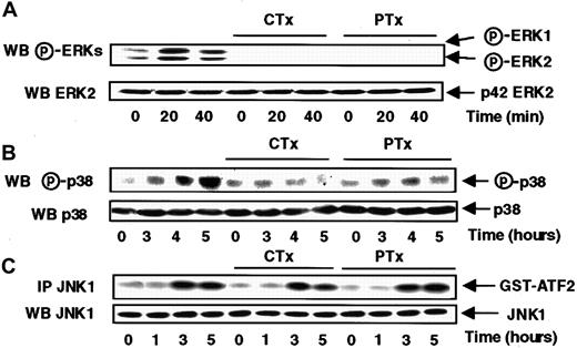 Fig. 4. Cholera and pertussis toxins abrogate the s-FKN–induced ERKs and p38 activations, but do not affect the JNK1 activation. / MonoMac6 cells, untreated or preincubated 4 hours with 250 ng/mL pertussis toxin (PTX) or 10 μg/mL cholera toxin (CTX), were exposed to 60 nM s-FKN following different time courses. The activity and the amount of each MAPK were evaluated as previously described in Figure 1and in “Materials and methods.” The results are representative of 3 experiments.