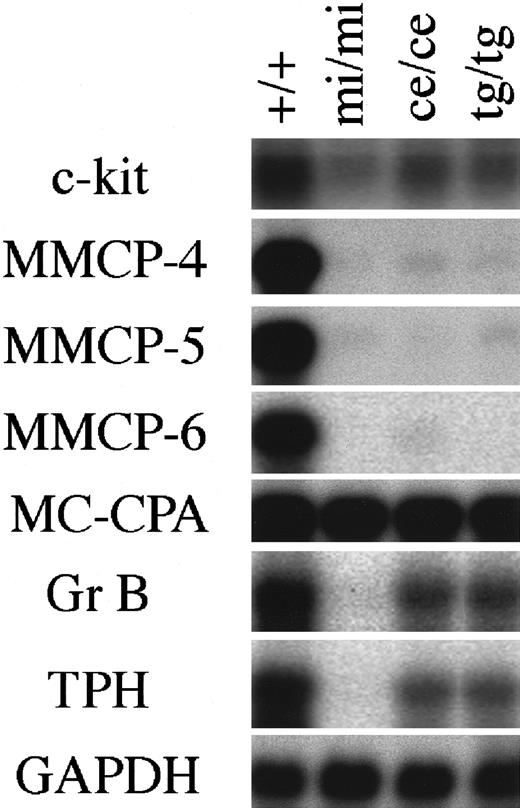 Fig. 1. Expression of various genes in CMCs derived from +/+,mi/mi, mice/mice, andtg/tg mice. / The blot was hybridized with 32P-labeled cDNA probe of c-kit, MMCP-4, MMCP-5, MMCP-6, MC-CPA, Gr B, TPH, or GAPDH. Three independent experiments were done, and comparable results were obtained. A representative experiment is shown.