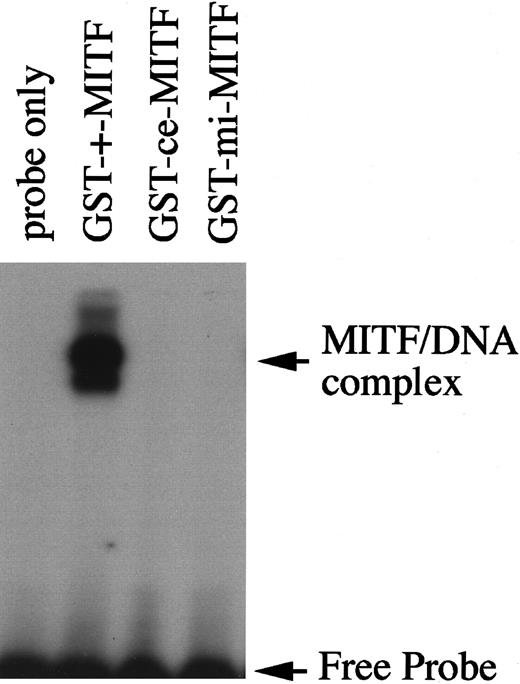 Fig. 2. DNA binding ability of +-MITF, ce-MITF, or mi-MITF examined by EGMSA. / The labeled 5′-TGGTGGGGACACATGTTACATGGA oligonucleotide was used as a probe (underline shows hexameric motif recognized by MITF). Each lane contains 3.5 μg GST-+-MITF, GST-ce-MITF, or GST-mi-MITF.