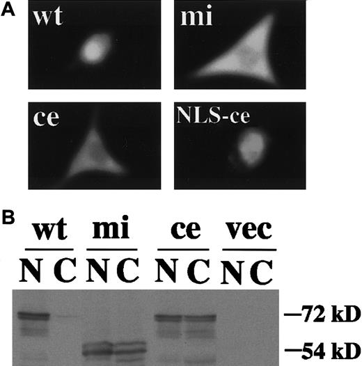Fig. 3. Subcellular localization of various MITFs examined by immunocytochemistry or immunoblotting. / (A) NIH3T3 cells were transfected with expression vector containing Myc-tagged +-MITF, ce-MITF, mi-MITF, orce-MITF with the NLS of SV40 large-T antigen. After 48 hours of transfection, cells were stained with anti-Myc antibody. Magnification × 4000. (B) Nuclear and cytoplasmic extracts of NIH3T3 cells transfected with the above-mentioned expression plasmid were immunoblotted with anti-Myc antibody. Extracts of cells transfected with expression vector alone were used as a negative control (shown as vec).