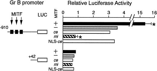 Fig. 4. The effect of coexpression of +-MITF,ce-MITF, mi-MITF, or ce-MITF with NLS of SV40 large-T antigen on the luciferase activity under the control of the Gr B promoter. / Variousreporter and effector constructs were introduced into P815 cells by electroporation. Three solid squares represent CANNTG motifs between −910 and +42, ie, CAGATG (nt −521 to −516), CACGTG (nt −530 to 525), and CATTTG (nt −521 to −516) motifs. The bars represent the mean ± SE of 3 independent experiments. In some cases, the SE was too small to be shown by the bars.P < .01 by t test when compared with the control, in which expression vector containing no insert was cotransfected.