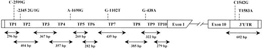 Fig. 1. Screening strategy for TAFI gene polymorphism and localization of polymorphisms identified in the promoter and the 3′-untranslated region of the gene. / Ten overlapping fragments of TAFI promoter (TP1 to TP10) include the gene sequence from nucleotide −2699 to +25. 3′UTR includes the 3′-end of exon 10 and the untranslated part from nucleotide 1268 to 1880 on cDNA sequence. The length of each fragment is mentioned below the arrows.