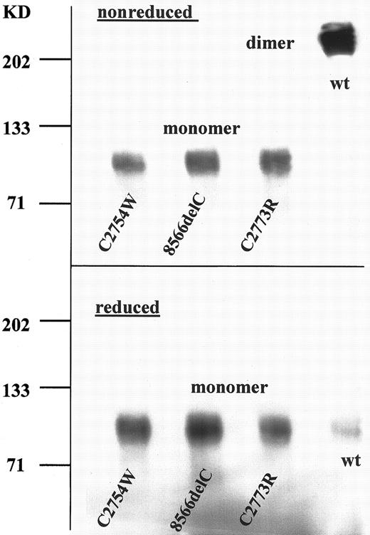 Fig. 4. Recombinant expression of the isolated carboxy-terminal vWF fragment II in COS-7 cells. / Fragment II harbors the dimerization site of vWF. SDS–polyacrylamide gel electrophoresis (6%) showed monomeric bands of the recombinant mutant fragments and a band corresponding to a dimer of the WT fragment, which was reduced to a monomer by DTT (bottom).