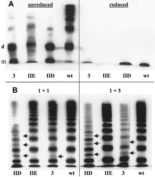 Fig. 5. Homozygous recombinant expression of full-length mutant and WT vWF and coexpression of WT and mutant full-length vWF. / (A) High-resolution SDS–agarose gel electrophoresis under nonreducing conditions identified a majority of bands of monomer (m) and dimer (d) size of mutant vWF compared with fully multimerized recombinant WT vWF. Fainter bands in the range of tetramers were also observed in the mutants. Mutant and WT recombinant vWF under reducing conditions are shown as monomers (right). (B) Medium-resolution SDS–agarose gel electrophoresis of recombinant WT and mutants coexpressed vWF. Two different proportions of WT to mutant transfection plasmid concentrations were used (1:1 and 1:3). Arrows indicate extra intervening bands between triplets observed in the multimer pattern of the vWD 2A/IID mutation and the vWD 3 mutation but not in the pattern of the vWD 2A/IIE mutation. In combination with the reduced HMWM, the multimer phenotype of the patients' plasma is reproduced exactly. The intervening bands and the relative decrease in HMWM were more pronounced in the 1:3 transfection experiment.