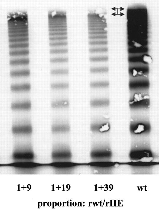 Fig. 6. Coexpression of recombinant full-length WT and vWF 2A/IIE at different proportions of WT to mutant vWF. / Only the ultralarge multimers (arrows) were absent in the 2A/IIE transfection experiment, especially at the 1:39 proportion of WT to mutant DNA. Relative to recombinant WT vWF, concentrations of the larger multimers were decreased. Intervening bands like those observed in the other mutants were not present.