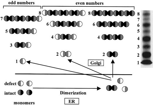 Fig. 8. Hypothetical mechanism of the effects of dimerization defects on vWF multimer assembly. / In heterozygous individuals with either the vWD 2A/IID or vWD 3 mutation, normal vWF (symbols with shaded and black half circles) is released from the ER in the form of dimers, and aberrant vWF (symbols with shaded and white half circles) is released in the form of monomers. The symbols' black half circles represent an intact dimerization site, whereas their shaded half circles represent the amino-terminal multimerization site. White half circles represent the defective dimerization site in mutant vWF monomers. On inclusion of aberrant monomers during the ongoing multimerization process in the Golgi and post-Golgi region, further polymerization is blocked, resulting in the observed lack of HMWM. Apposition of an aberrant monomer at only one site results in a multimer with an odd number of individual subunits, represented by the extra intervening bands (marked by odd numbers) between individual multimers. The original multimer pattern shown on the right is from the coexpression product of recombinant mutant 2A/IID with recombinant WT vWF shown in Figure 5B.