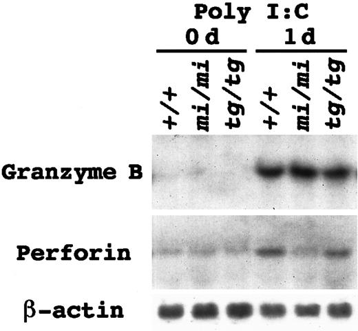 Fig. 1. Messenger RNA (mRNA) induction of the Gr B and perforin genes in the spleen tissue by poly I:C injection. / Mice of +/+, mi/mi, and tg/tg genotypes received an intraperitoneal injection of poly I:C. Before (0 days) and 24 hours after the injection (1 day), spleens were excised and used for RNA extraction. Five micrograms of total RNA were blotted and hybridized with the Gr B or perforin probe. Reprobing with β-actin probe verified an RNA equal loading. Similar results were yielded in 3 independent experiments.