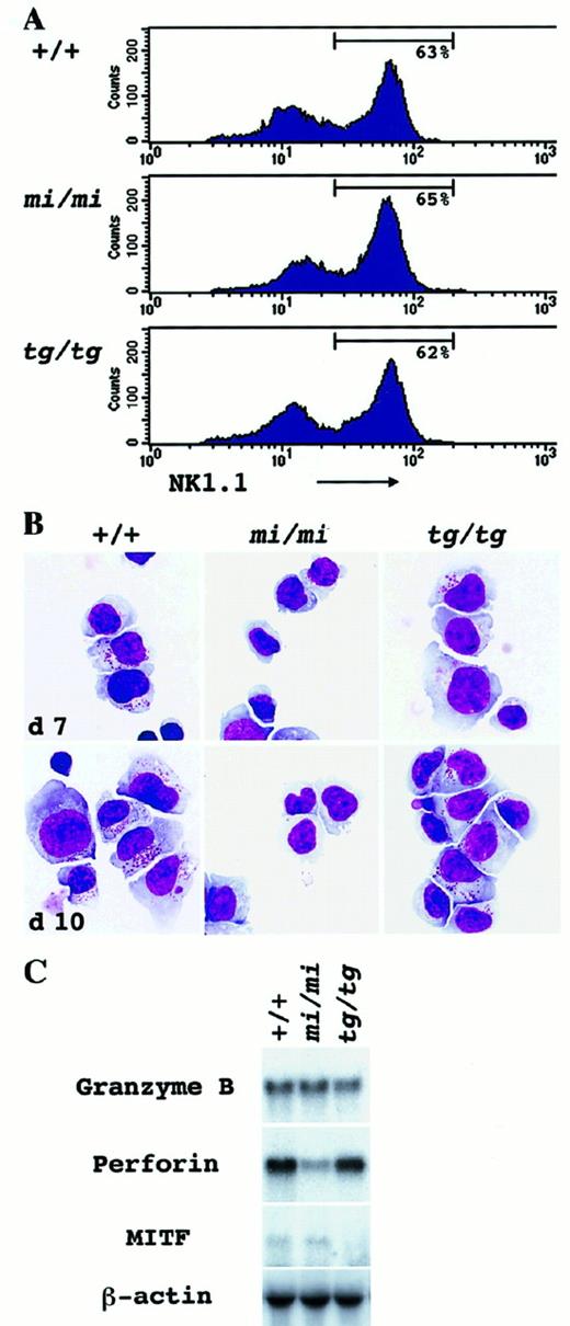 Fig. 2. In vitro development of NK cells from the spleen-cell culture supplemented with rmIL-2. / Spleen cells derived from +/+, mi/mi, and tg/tgmice were cultured in α-MEM continuously supplemented with rmIL-2. On days 7 and 10, nonadherent cells of the culture were harvested and examined by immunologic (panel A), morphological (panel B) and molecular biologic (panel C) methods. Three independent experiments yielded similar results. (A) FACScan analysis to detect NK1.1 marker expression in the cultured spleen cells on day 10. Gates indicate the population of NK1.1+ cells in the culture. (B) Morphological detection of NK cells. Cytospin preparation of the culture was done on days 7 and 10, and cells were stained with Giemsa solution. Through days 7 to 10, azurophilic cytoplasmic granules were well developed in large lymphocytes of both +/+ andtg/tg mice, but not of mi/mi mice. (C) Northern blot analysis to detect the Gr B, perforin, and MITF gene expression in the spleen-cell culture. Total RNA (5.0 μg) was extracted from the aliquots of the cultured cells on day 10, blotted, and hybridized with the Gr B, perforin, or MITF probe. Reprobing with β-actin verified an RNA equal loading.