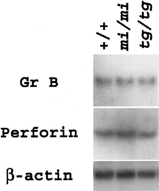 Fig. 3. Gene expression for Gr B and perforin in anti–H-2d CTLs derived from +/+,. / mi/mi, and tg/tg mice.Total RNA (3.0 μg) was extracted from the aliquots of CTLs, blotted, and hybridized with the Gr B or perforin probe. Reprobing with β-actin probe verified an RNA equal loading.