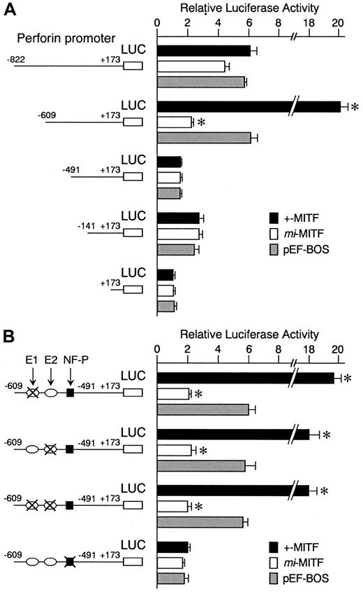 Fig. 4. Positive effect of +-MITF and negative effect ofmi-MITF on transactivation of the mouse perforin gene. / (A) The perforin gene promoter sequences from −822,−609,−491, and −141 to +173 were inserted into the upstream of the luciferase gene of pSPLuc. These reporter constructs and empty pSPLuc were transfected into CTLL-2 cells with the pEF-BOS containing no insert (pEF-BOS) or +-MITF or mi-MITF cDNA by electroporation. The bars represent the mean ± SE of the luciferase activities obtained by 3 independent experiments: (▪) indicates +-MITF; (■),mi-MITF; (░), pEF-BOS. (B) The effect of mutations in the CANNTG and NF-P motifs on the luciferase activity. In the −609 promoter construct, the CAACTG (E1, nt −567 to −562; upstream oval) and CAGCTG (E2, nt −525 to −520; downstream oval) motifs, and NF-P motif (nt −505 to −493; black square) were mutated in various combinations. X indicates mutated motifs: CACATG to CTACAG; CAGCTG to CTGCAG; ACAGGAAGT to ACATTCCTG. Only the mutation in the NF-P motif abrogated the transactivation effect of +-MITF. *P < .05 by t test when compared with the values when pEF-BOS containing no insert was cotransfected.