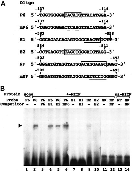 Fig. 5. EGMSA using oligonucleotides containing E-box or NF-P motif. / (A) Sequences of oligonucleotides used in EGMSA. P6 contains the CACATG motif (boxed) of the MMCP-6 gene promoter, which is mutated (underlined) in mP6. E1 and E2 contain the CAACTG and CAGCTG motifs (boxed) of the perforin gene promoter, respectively. NF contains the NF-P motif (boxed) of the perforin gene promoter, which is mutated (underlined) in mNF. Arrowheads indicate the position of nucleotides in the promoters. (B) In vitro binding of MITF to the 2 CANNTG motifs (E1 and E2) and the NF-P motif in the perforin promoter. GST-fused +-MITF or mi-MITF protein was incubated with32P-labeled oligonucleotides (probe oligonucleotide) in the presence or absence (−) of the competitor. For competition, an excess amount (100-fold) of indicated unlabeled oligonucleotides was added to the reaction prior to the probe. The reaction mixture was separated on polyacrylamide gel. An arrowhead indicates the position of protein-DNA complex.