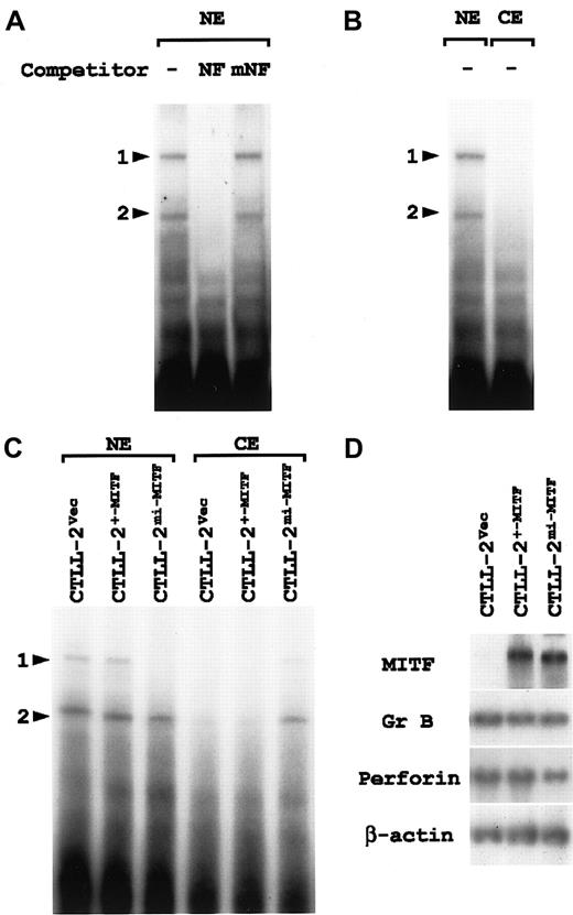 Fig. 6. Cytoplasmic retention of NF-P motif–binding factors in CTLL-2 cells overexpressing mi-MITF. / (A) Two nuclear factors that specifically bind the NF-P motif are present in the nucleus of CTLL-2 cells. The nuclear extract (NE) was prepared from CTLL-2 cells and incubated with 32P-labeled oligonucleotide NF in the presence or absence (−) of the competitor. For competition, NE was incubated with an excess amount (100-fold) of unlabeled oligonucleotide NF or oligonucleotide mNF prior to the reaction with the probe. The reaction mixture was separated by polyacrylamide gel. Arrowheads 1 and 2 indicate the same retarded bands that specifically bind the NF-P motif. (B) The nuclear (NE) and cytoplasmic (CE) fractions of CTLL-2 cells were examined with EGMSA by using oligonucleotide NF as a probe. Arrowheads 1 and 2 indicate the same retarded bands that specifically bind the NF-P motif. (C) EGMSA of CTLL-2 cells transfected with +-MITF and mi-MITF. The nuclear and cytoplasmic fractions were extracted from CTLL-2 cells that had been transfected with +-MITF, mi-MITF, or vector alone (Vec) 5 days before. The extracts were incubated with32P-labeled oligonucleotide NF, and separated on polyacrylamide gel. Arrowheads 1 and 2 indicate the same retarded bands that bind specifically the NF-P motif. (D) Gene expression in CTLL-2 cells transfected with cDNA encoding +-MITF or mi-MITF. CTLL-2 cells were transfected with +-MITF, mi-MITF, or vector alone. After 5 days, total RNA (3.0 μg) was extracted from the cells, blotted, and hybridized with the MITF, Gr B, and perforin probes. Reprobing with β-actin probe verified an RNA equal loading.