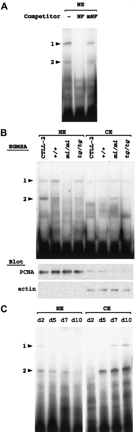 Fig. 7. Detection of NF-P motif–binding factors in the cultured spleen cells. / Arrowheads 1 and 2 indicate the same positions of protein-DNA complexes as shown in Figure 6. (A) Two nuclear factors that specifically bind with the NF-P motif are present in the nucleus oftg/tg–cultured spleen cells. The nuclear extract (NE) was prepared from tg/tg spleen cells after culturing with rmIL-2 for 10 days and incubated with 32P-labeled oligonucleotide NF in the presence or absence (−) of the competitor. For competition, NE was incubated with an excess amount (100-fold) of unlabeled oligonucleotide NF or oligonucleotide mNF prior to the reaction with the probe. The reaction mixture was separated by polyacrylamide gel. (B) Detection of the NF-P motif–binding factors in the nuclear and cytoplasmic (CE) extracts by EGMSA. Each cell extract was prepared from CTLL-2 cells, and +/+, mi/mi, and tg/tg spleen cells after culturing with rmIL-2 for 10 days. The extracts were incubated with 32P-labeled oligonucleotide NF and separated on polyacrylamide gel (upper panel). Aliquots (10 μg per lane) of the extracts were blotted with the PCNA and pan-actin antibodies (lower panels). (C) Detection of the NF-P motif–binding factors during in vitro development of mi/mi NK cells. To produce NK cells, spleen cells from mi/mi mice were cultured as described in “Materials and methods.” The nuclear and cytoplasmic fractions were extracted from the cultured cells on the indicated days after the initiation of the culture. The extracts were incubated with32P-labeled oligonucleotide NF and separated on polyacrylamide gel.