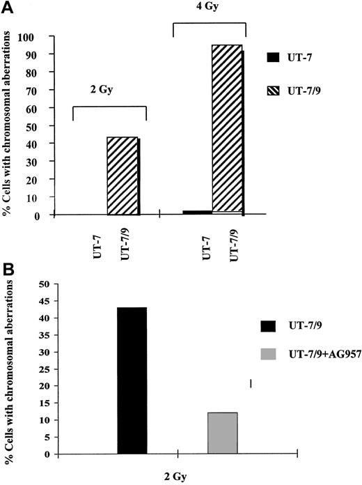 Fig. 5. FISH analysis. / (A) Effect of BCR-ABL expression on DNA repair, as evaluated by FISH. Human parental UT-7 and BCR-ABL transfected UT-7/9 cells were irradiated at 2 and 4 Gy and collected 24 hours later. Histogram shows the percentage of cells with chromosomal abnormalities and SD; 200 metaphases were counted for each point. The percentage of cells with chromosomal abnormalities was extremely low in the UT-7 parental cells and dramatically increased in the BCR-ABL–expressing UT-7/9 cells. (B) Effect of BCR-ABL TK inhibition with AG957 on DNA repair as evaluated by FISH. BCR-ABL–expressing UT-7/9 cells were pretreated with AG957 1 μM for 3 hours, irradiated at 2 Gy, and collected 24 hours later. A marked decrease of the percentage of cells with chromosomal abnormalities was observed after exposure to AG957.