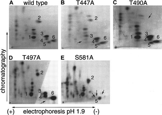 Fig. 2. Identification of cyclin A1/cdk2 phosphorylation sites in the C-terminal region of murine B-myb. / Wild-type or point-mutated B-myb fused to GST were phosphorylated in vitro by cyclin A1/cdk2 and subjected to 2-dimensional tryptic phosphopeptide mapping. (A) More than 20 different spots were identified when wild-type GST–B-myb was phosphorylated. Point mutations at potential phosphorylation sites were used to determine the identity of several of these spots. (B-D) Point mutations that changed the indicated threonine to an alanine (an amino acid that cannot be phosphorylated) led to the disappearance of single spots indicated by the arrow. (E) The mutation of S581 (serine to alanine) erased 3 radioactive spots. The reason for the absence of several spots is probably that S581 is located in a region of B-myb containing multiple basic amino acids, and trypsin cleavage after either arginine or lysine residues might lead to differently sized peptides containing the same S581.