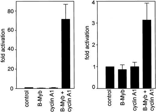 Fig. 3. Cyclin A1 activates B-myb to transactivate myb-site containing promoters. / A luciferase construct containing 3 myb-consensus binding sites upstream of a minimal thymidine kinase promoter was transiently transfected into Cos cells (left side). Whereas no significant activation of this construct was detected by either cyclin A1 or B-myb transfection alone, a more than 60-fold increase in luciferase activity occurred upon cotransfection of cyclin A1 and B-myb expression vectors. In the right side of the figure, the human cyclin A1 promoter (bp −190 to +145) was analyzed for transactivation by B-myb alone or by the combination of cyclin A1 and B-myb. Cotransfection of B-myb alone decreased cyclin A1 promoter activity by an average of 20%. Cyclin A1 alone did not have a significant effect on cyclin A1 promoter activity. However, when cyclin A1 and B-myb were transfected together, cyclin A1 promoter activity was induced 3-fold.