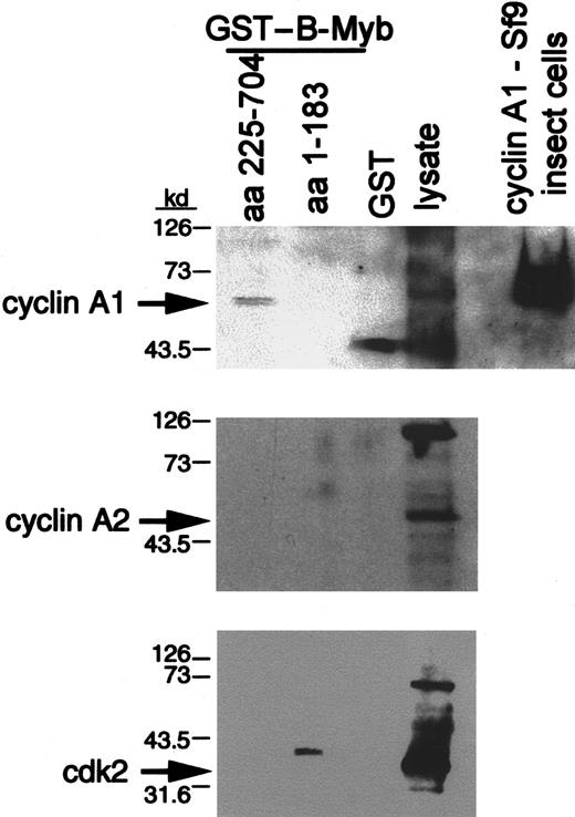 Fig. 5. The C-terminal portion of B-myb interacts with cyclin A1 in a GST precipitation assay. / Different portions of B-myb were fused in frame to GST (“Materials and methods”) and bound to glutathione beads. These were incubated with U937 lysates for 2 hours. SDS sample buffer was added to the extensively washed beads. Proteins were electrophoresed, blotted on nitrocellulose, and subjected to Western blotting with the indicated antibodies. Lysate (20 μL total) and cyclin A1 expressed in Sf9 insect cells (upper gel) were run in parallel. Overexposed films are shown for cyclin A2 and cdk2 to demonstrate that even prolonged exposure of the blots did not lead to the appearance of specific bands in any lane except for the lysate. The band in the aa 1-183 lane of the cdk2 Western blot runs slower than the band seen for cdk2.