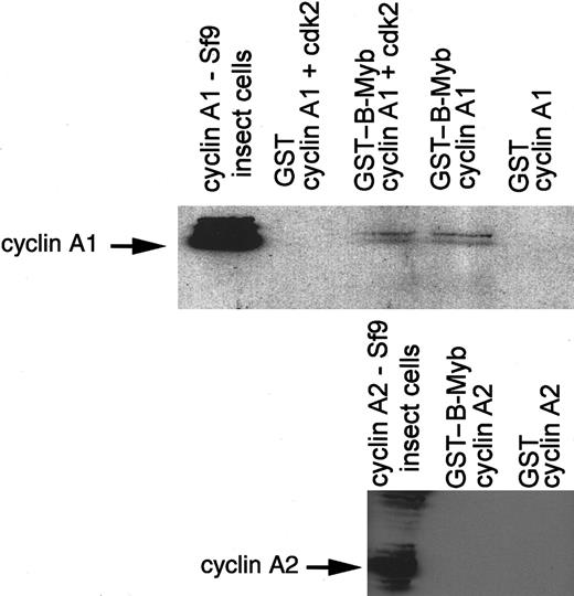 Fig. 6. Cyclin A1 and B-myb interaction is independent of cdk2. / Baculovirus-expressed cyclin A1 was incubated with GST or GST–B-myb (aa 225-704) in the presence or absence of baculovirus-expressed cdk2. The Western blot membrane was probed with anticyclin A1 antibody. The second blot shows that cyclin A2 and B-myb did not interact even when high levels of cyclin A2 and B-myb were present. Baculovirus-expressed cyclin A2 was incubated with GST–B-myb or GST alone. The Western blot was probed with anticyclin A2 antibody.