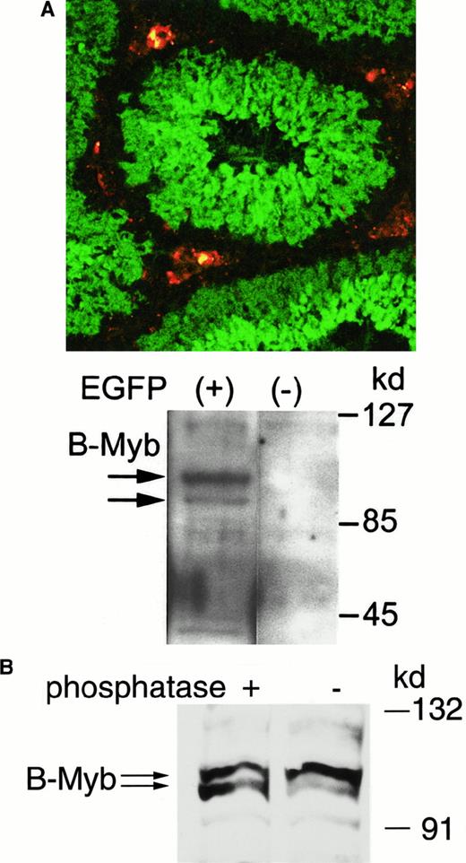 Fig. 7. Cyclin A1 and B-myb are localized in similar stages of spermatogenesis in meiotic male germ cells. / (A) Cyclin A1 expression was visualized as EGFP expression in the testes of mice that were transgenic for a cyclin A1 promoter-EGFP construct. The confocal laser microscopy image (top) shows EGFP expression in green and non-specific fluorescence in Leydig cells in red. The EGFP expression accurately reflects expression of cyclin A1 as determined previously by Western blotting of cells sorted by flow cytometry.23 To analyze B-myb expression in testis cells with and without cyclin A1 expression, EGFP-expressing testis cells were sorted and analyzed for B-myb expression using Western blot analysis (bottom). There was no B-myb expression found in cells not expressing EGFP, whereas expression could be found in cyclin A1 (EGFP)–expressing cells. (B) The 2 B-myb bands in Figure 7A were similar to the bands seen in human leukemic cells. To analyze whether the 2 bands represented differentially phosphorylated forms of B-myb, protein lysates from mouse testis were treated with Protein Phosphatase 1 before Western blotting. Phosphatase treatment led to an increase in the intensity of the faster migrating band, which is consistent with protein dephosphorylation.