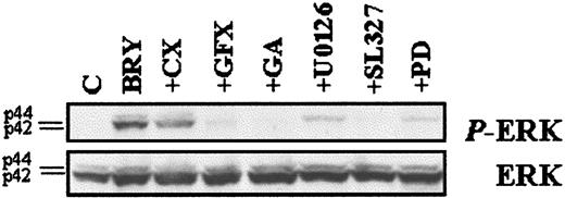 Fig. 9. MEK inhibitors block ERK phosphorylation. / U937 cells were pretreated with the indicated inhibitors, as described previously, before incubation with BRY (10 nM; 30 minutes). (Top) Western blot illustrating the levels of phosphorylated ERK using the phosphorylated p44/p42 MAPK-specific antibody. (Bottom) Western blot with MAPK antibody confirming equal loading and transfer of proteins.